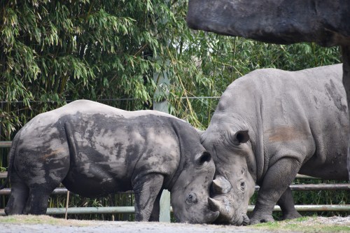 Two rhinoceroses gently touching heads in a natural habitat, surrounded by greenery and a wooden fence.