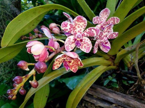 A cluster of vibrant pink and white orchids with spotted patterns, surrounded by lush green leaves.