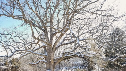 A large, bare tree with snow-covered branches against a bright blue sky.