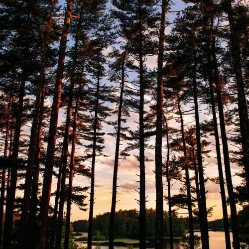 Silhouetted trees against a colorful sunset sky reflecting on a calm lake.