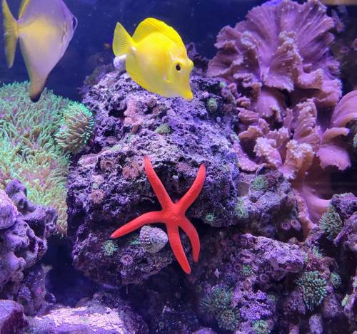 A vibrant underwater scene featuring a red starfish on rocky coral, with a yellow fish swimming nearby.