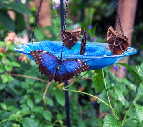 A vibrant blue butterfly perched on a blue dish, surrounded by brown butterflies in a lush garden setting.