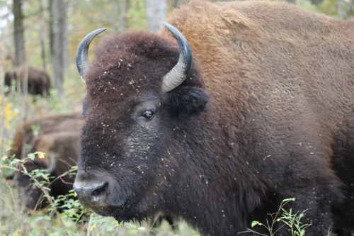 A close-up of a bison in a forested area, showcasing its thick fur and prominent horns.