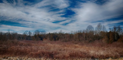 A serene landscape featuring bare trees and shrubs under a blue sky with wispy clouds.