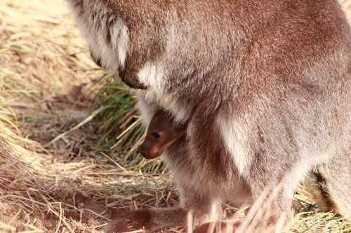 A close-up of a marsupial with a small joey peeking out from its pouch, surrounded by grass.