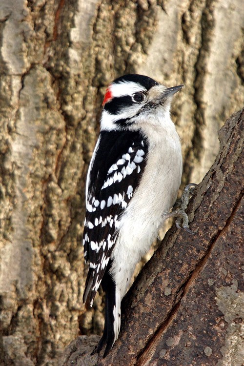 A woodpecker with black and white plumage and a red patch on its head perched on a tree trunk.