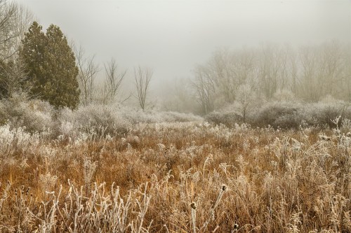 A foggy landscape with frosted grass and trees, creating a serene winter scene.