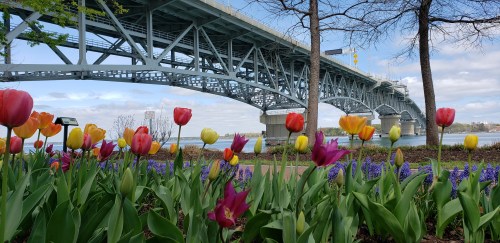 Colorful tulips and flowers in the foreground with a large bridge and blue sky in the background.