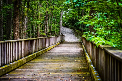 A wooden bridge leads through a lush green forest, with a sandy path visible in the distance.
