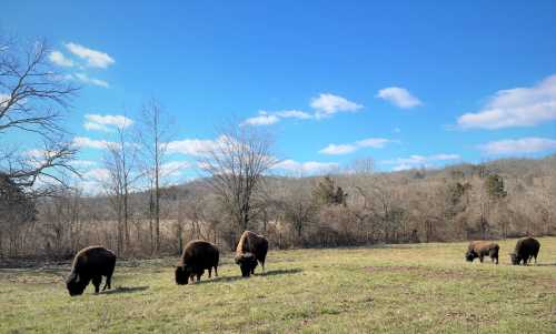 A group of bison grazing in a grassy field under a clear blue sky with scattered clouds and trees in the background.