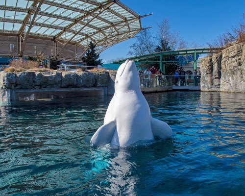 A beluga whale surfaces in a clear blue pool, with a rocky backdrop and visitors in the distance.