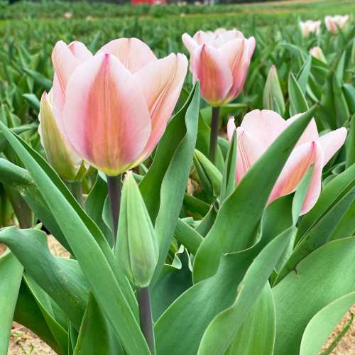 A close-up of pink tulips surrounded by green leaves in a vibrant garden setting.