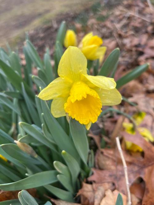 A close-up of a yellow daffodil flower surrounded by green leaves and brown fallen leaves.