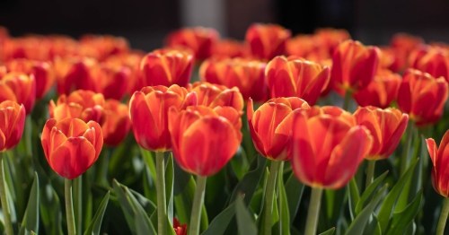 A vibrant field of orange tulips with green leaves, creating a colorful and lively floral display.