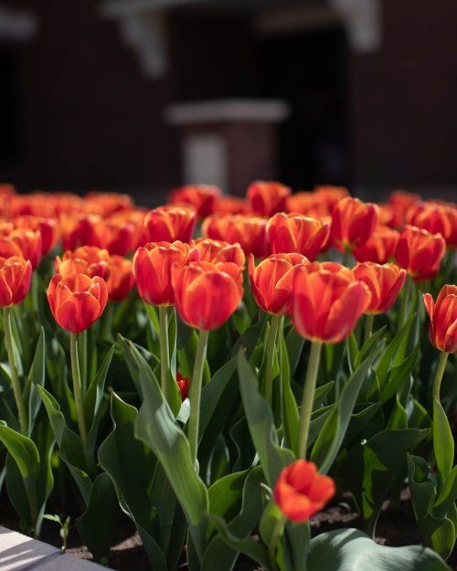A vibrant field of orange tulips in full bloom, with green leaves, set against a blurred background.
