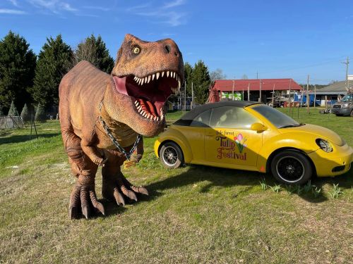 A large dinosaur statue next to a yellow car with a sign for the Tulip Festival in a grassy area.