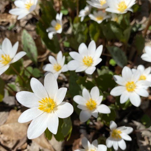 A cluster of white wildflowers with yellow centers, surrounded by green leaves and brown foliage.