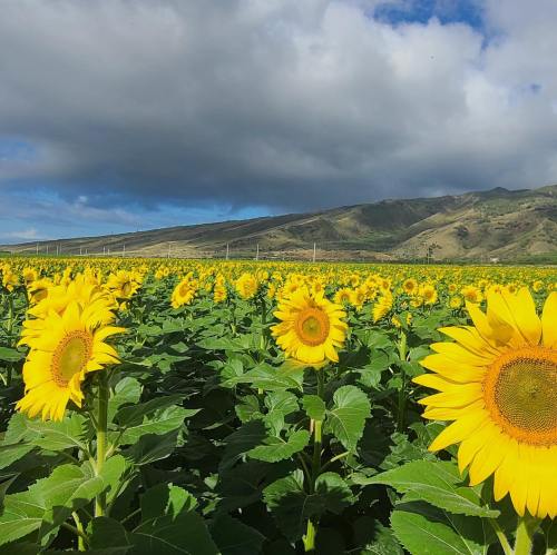 A vibrant field of sunflowers under a partly cloudy sky, with mountains in the background.