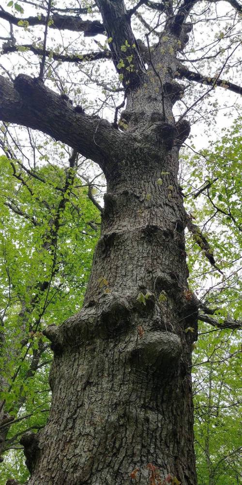 A tall tree with a textured bark and green leaves, viewed from the ground looking up towards the branches.