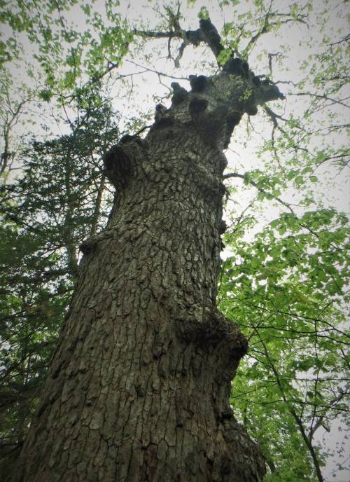 A tall tree with a textured bark, viewed from the ground looking up towards its leafy canopy.