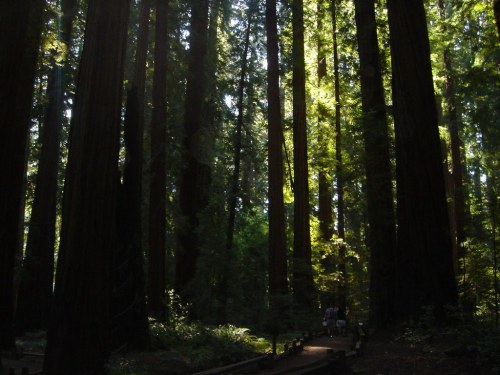 A serene forest scene with tall redwood trees and dappled sunlight filtering through the leaves.