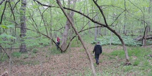 Two people walking through a lush green forest with trees and underbrush, surrounded by fresh spring foliage.