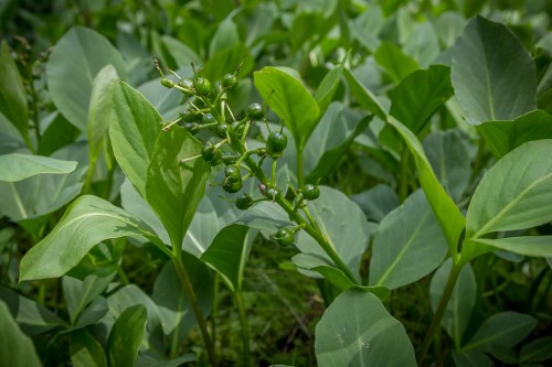 A close-up of green plants with broad leaves and clusters of small green berries in a lush, natural setting.