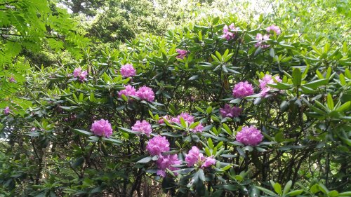 A lush green bush adorned with vibrant pink rhododendron flowers under a bright, sunny sky.