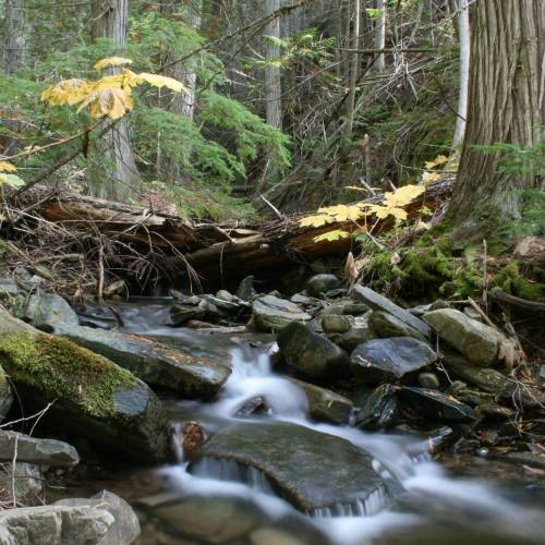 A serene forest scene featuring a flowing stream, smooth stones, and vibrant autumn leaves among lush greenery.