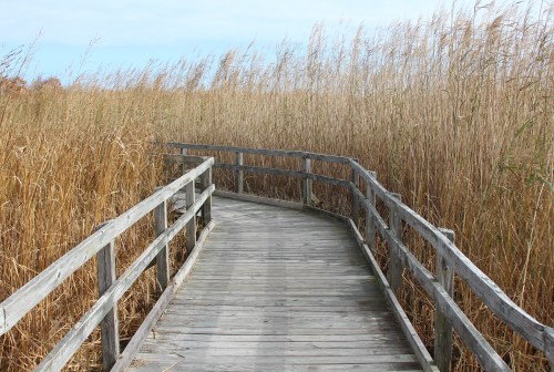 A wooden boardwalk winding through tall golden grasses under a clear sky.
