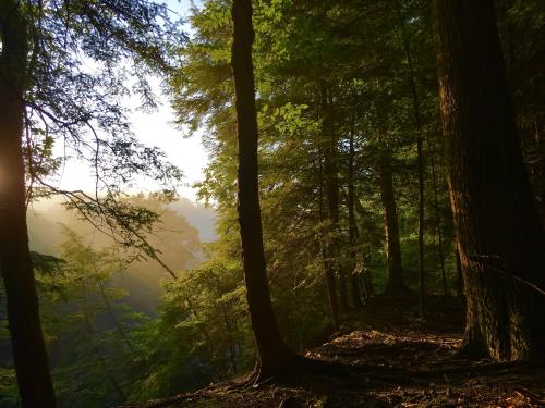 Sunlight filters through tall trees in a serene forest, casting a warm glow on the lush greenery and misty landscape.