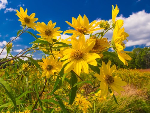 A cluster of bright yellow flowers against a blue sky with fluffy clouds, surrounded by a field of greenery.