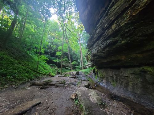 A serene forest scene with tall trees, rocky cliffs, and a small stream running through a lush green landscape.