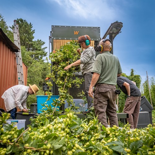 Workers harvest hops, using machinery, with lush greenery and cloudy skies in the background.