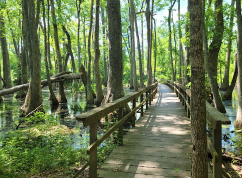 A wooden boardwalk winds through a lush green forest with tall trees and a serene, swampy area.