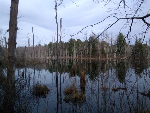 A tranquil wetland scene with still water reflecting bare trees and greenery in the background under a cloudy sky.