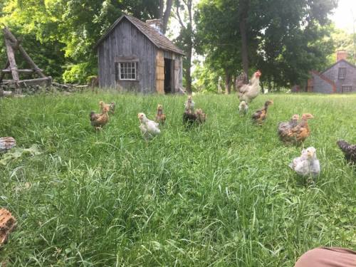 A flock of chickens and chicks foraging in a grassy area near a small wooden shed.