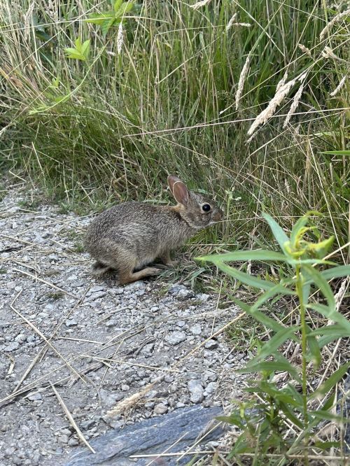 A small rabbit sits on a gravel path surrounded by tall grass and green plants.