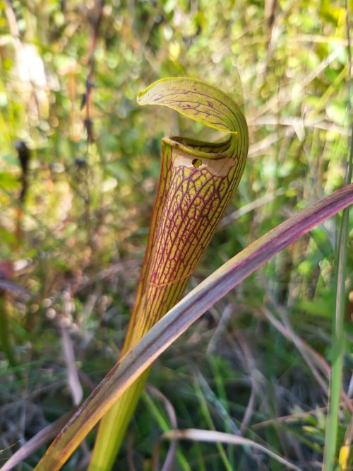 A close-up of a pitcher plant with vibrant green and purple markings, surrounded by grass and foliage.