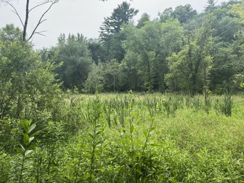Lush green landscape with tall grasses and trees, creating a serene natural setting under a cloudy sky.