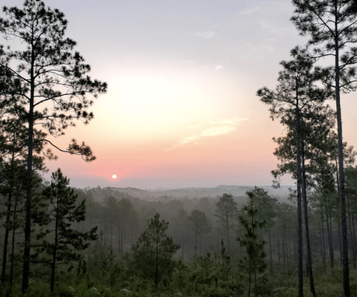 A serene landscape at sunrise, with misty hills and tall pine trees silhouetted against a pastel sky.