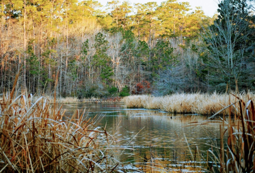 A serene river scene surrounded by trees and tall grasses, reflecting the warm colors of a sunset.