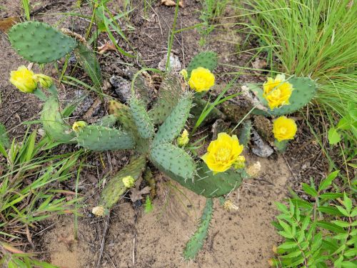 A cactus with green pads and bright yellow flowers, surrounded by grass and sandy soil.