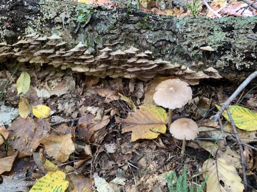 A fallen log covered in mushrooms, surrounded by autumn leaves on the forest floor.