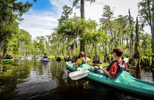 A group of kayakers paddles through a lush, green swamp surrounded by trees and water.