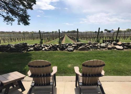 Two wooden chairs overlook a vineyard with rows of grapevines and a stone wall under a clear blue sky.