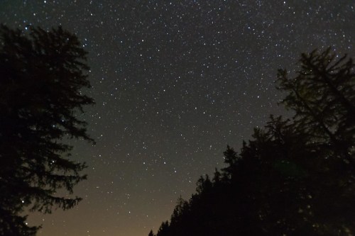 A starry night sky filled with countless stars, framed by silhouettes of tall trees.