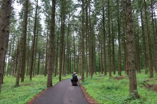 A person on a mobility scooter rides along a path through a dense forest of tall pine trees.