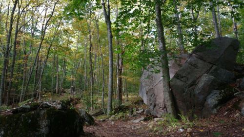 A serene forest scene with tall trees, colorful foliage, and a large boulder on a dirt path.