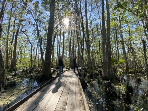 Two people walk along a wooden boardwalk through a lush, green swamp with tall trees and sunlight filtering through.